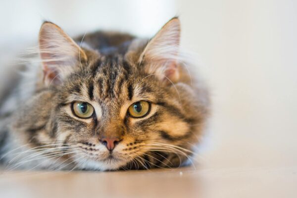 Nail Caps for Kittens: A Safe Alternative for Claw Management Nail Caps for Kittens: A Safe Alternative for Claw Management