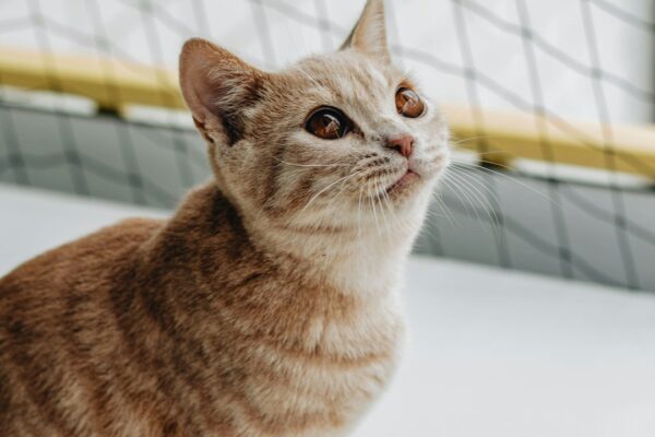 Open Farm: Premium Cat Food That Supports Sustainability