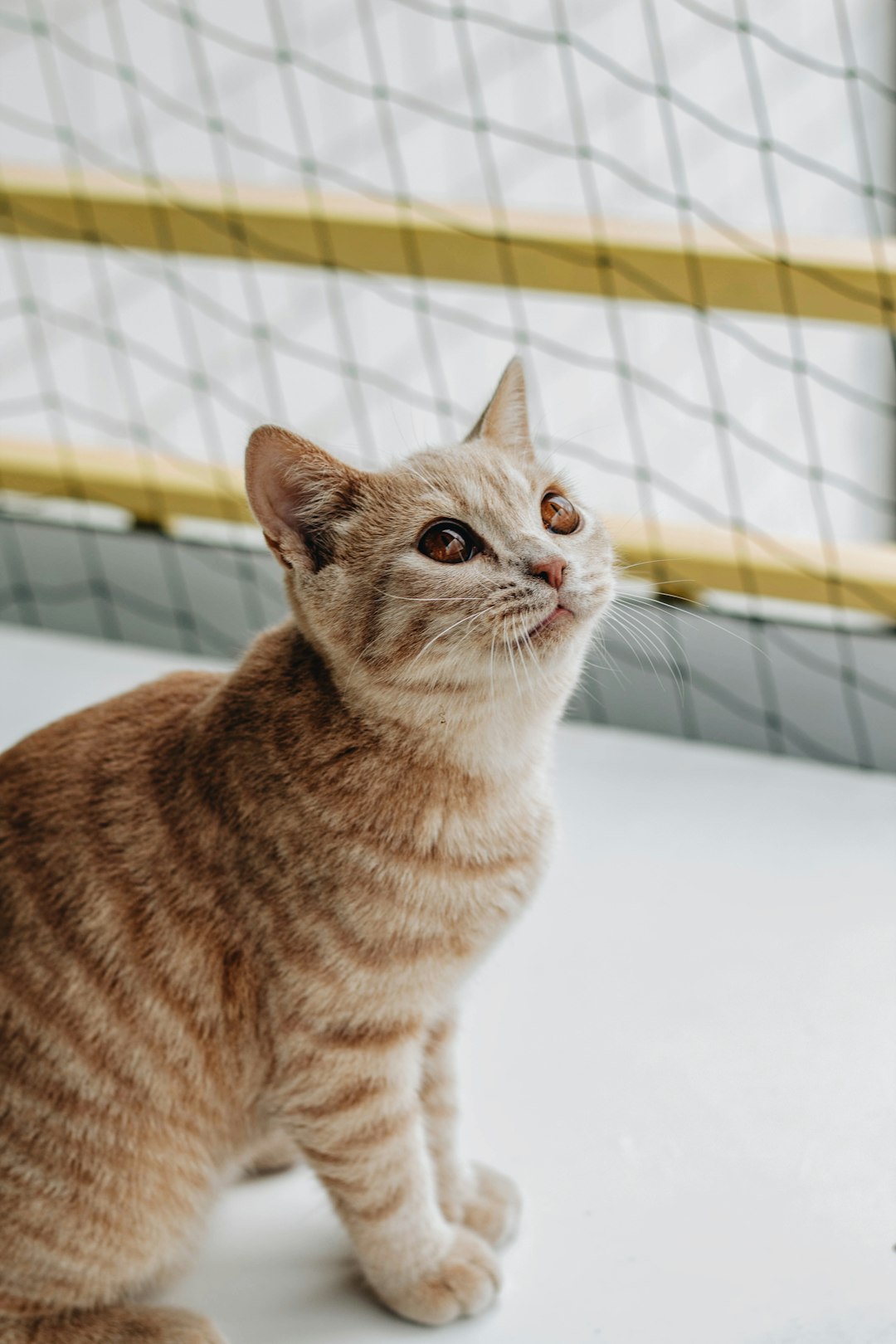 Open Farm: Premium Cat Food That Supports Sustainability