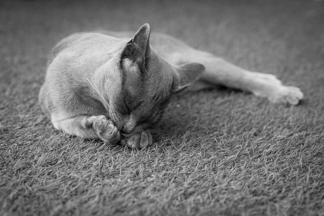Persian Cat Price Persian Cat Price