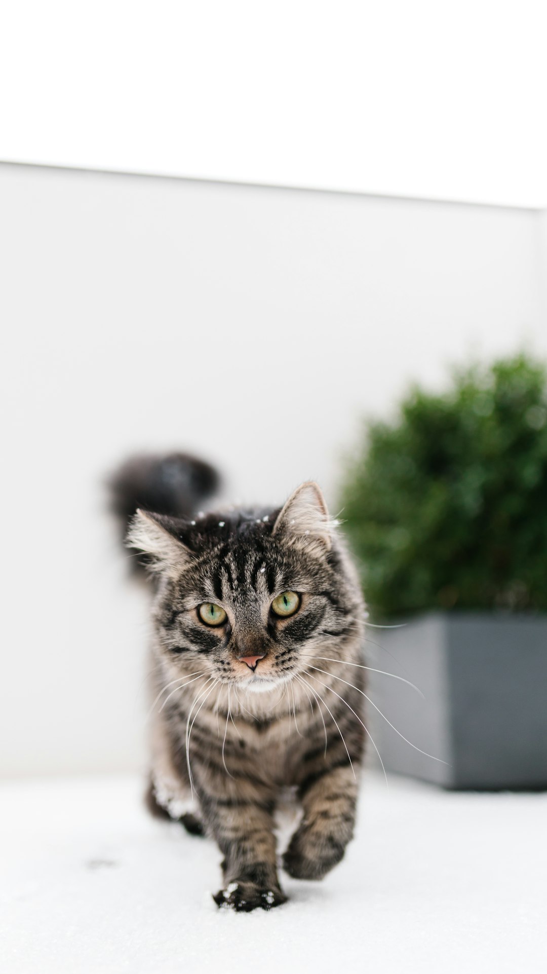 Pretty Litter Reviews: Is It Worth the Hype?