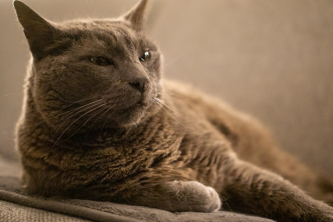 rabies shots for cats rabies shots for cats