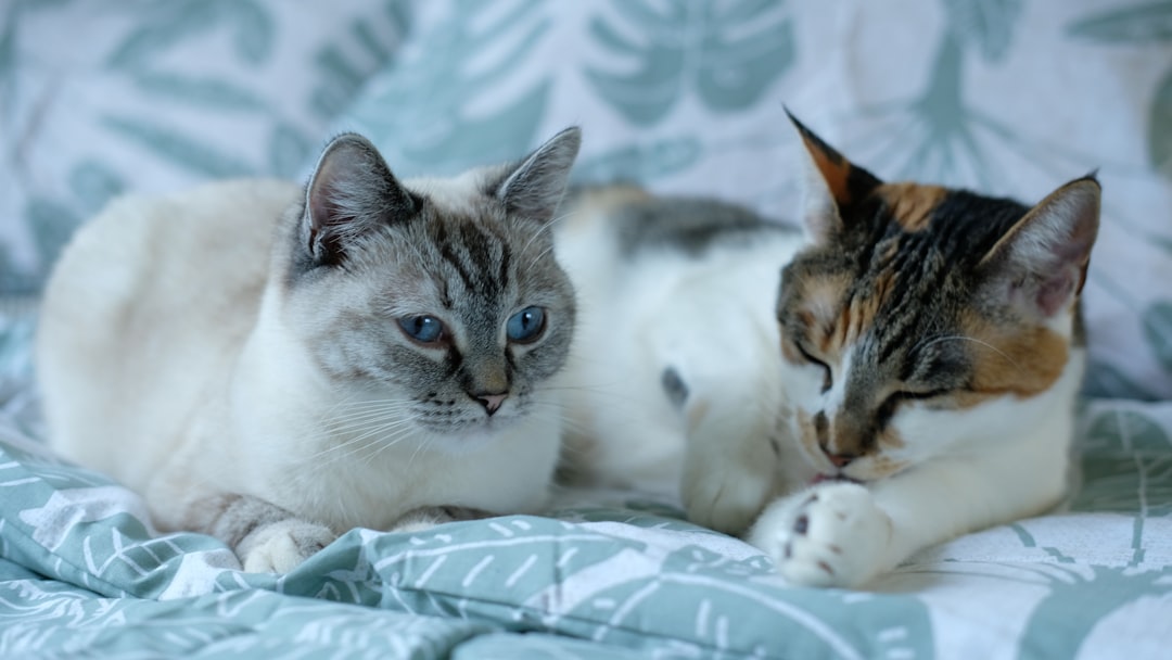 Ragdoll Kittens: Everything You Need to Know Before Bringing One Home
