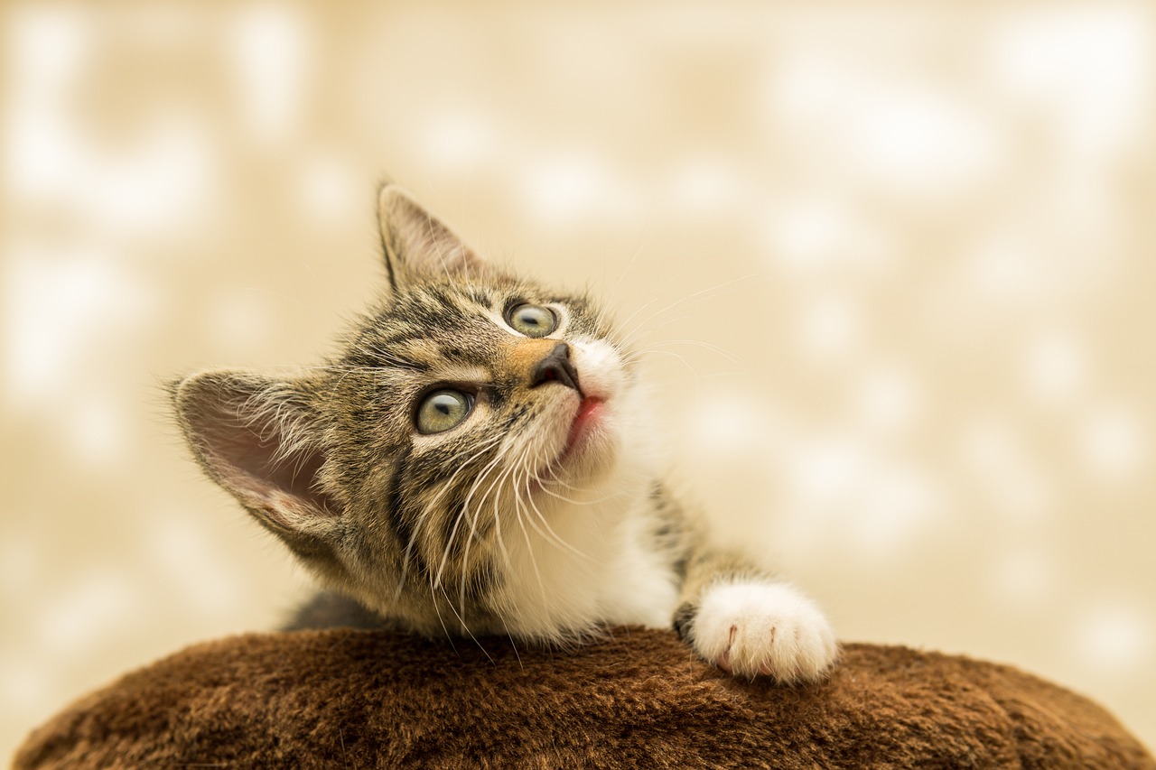 Savannah Cat Savannah Cat