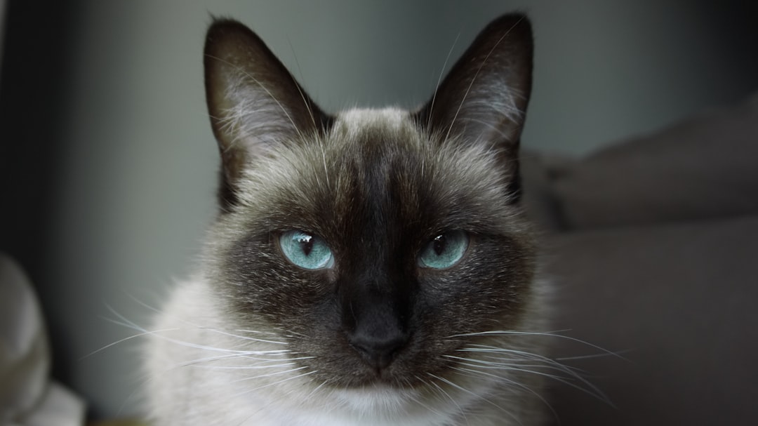 Science Diet Cat Food: A Comprehensive Review for Pet Owners
