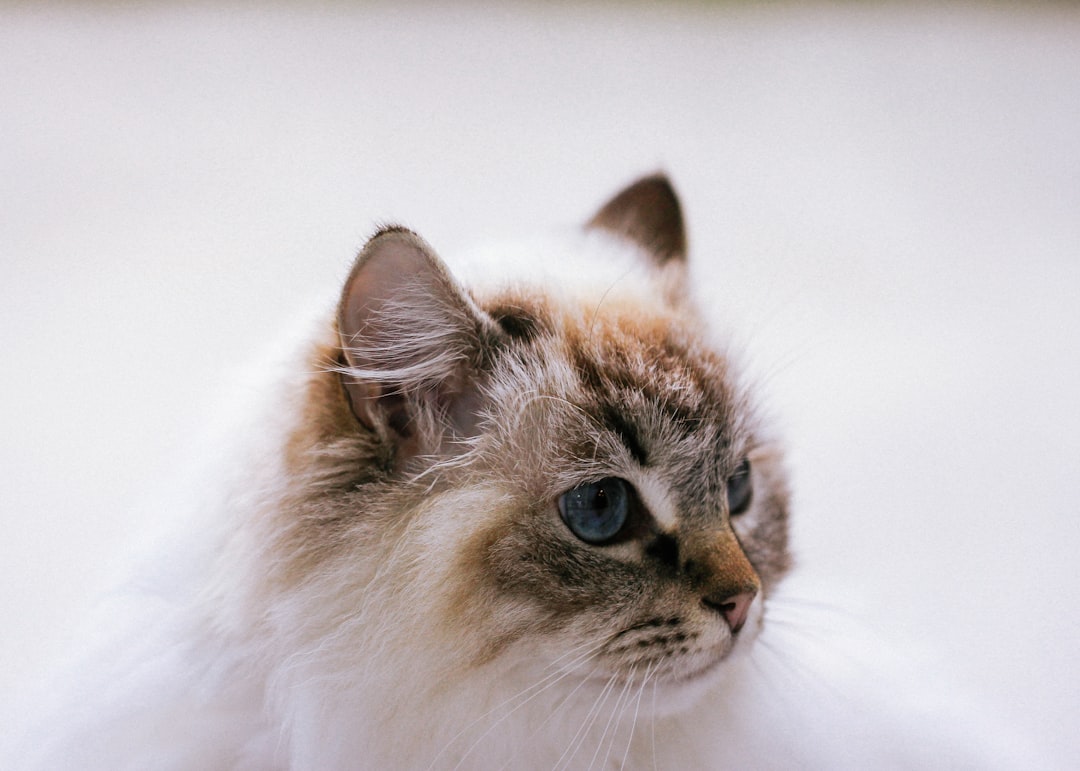 Siamese Kittens for Sale: Finding Your Perfect Furry Companion