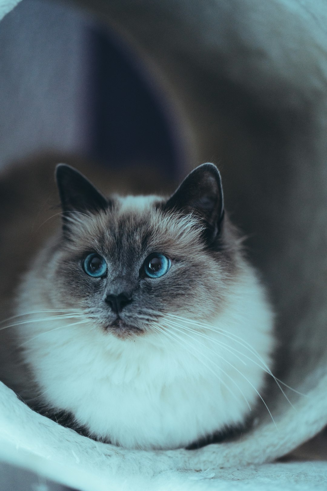 Spooky Goth Girl Names for Your Halloween-Inspired Cat