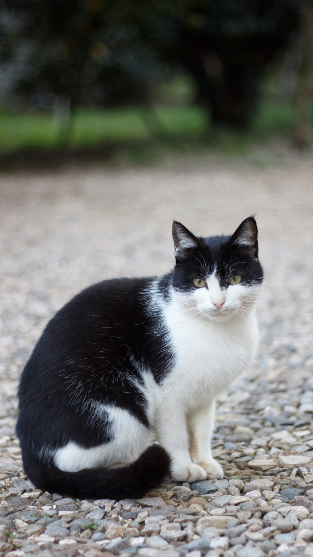 Stella and Chewy Cat Food: Exploring the Benefits of Raw Nutrition