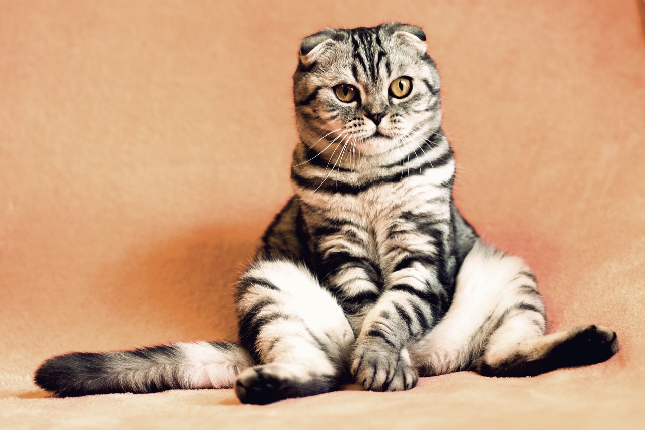 tabby cat personality tabby cat personality
