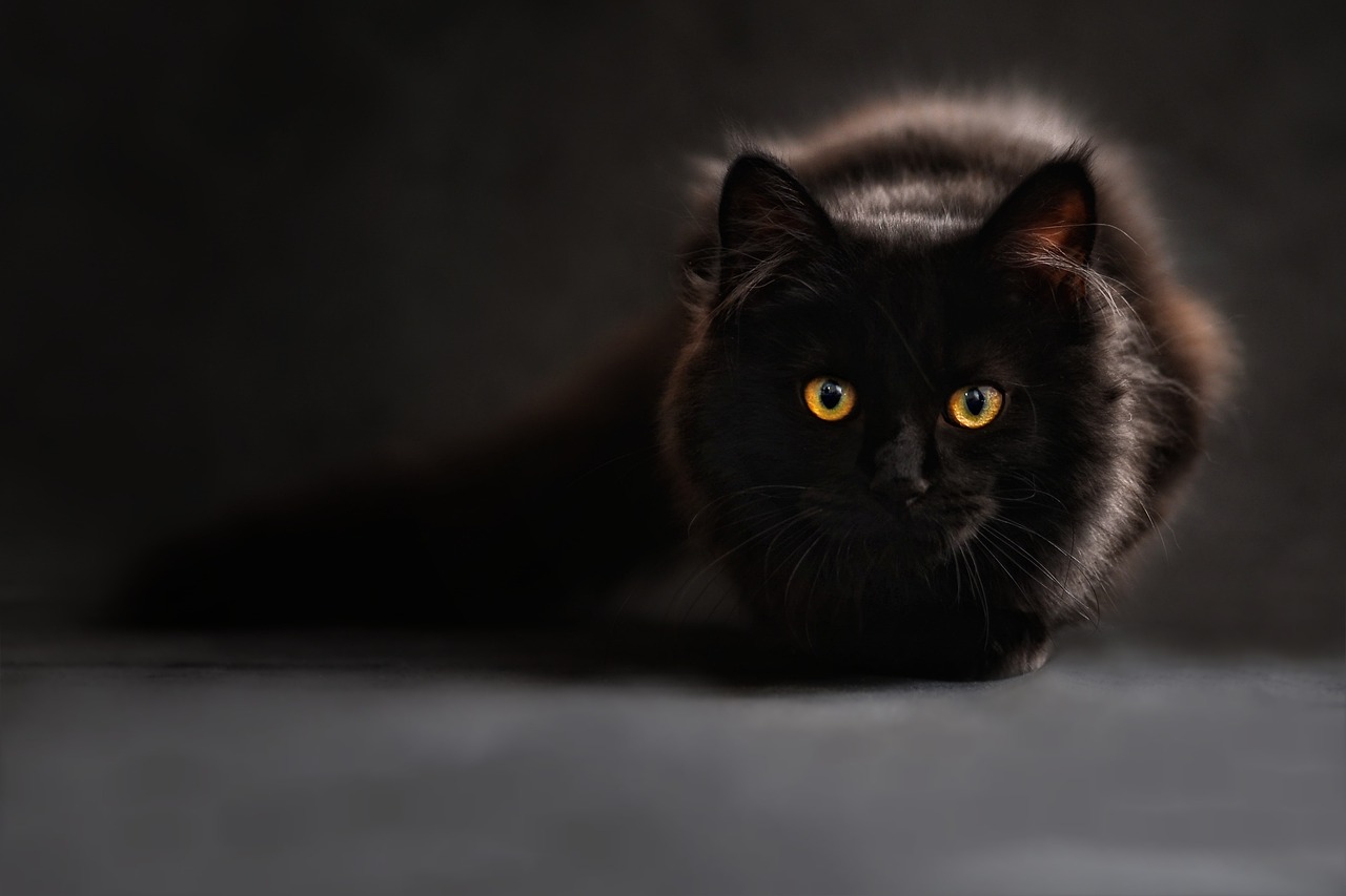 tabby cat personality tabby cat personality