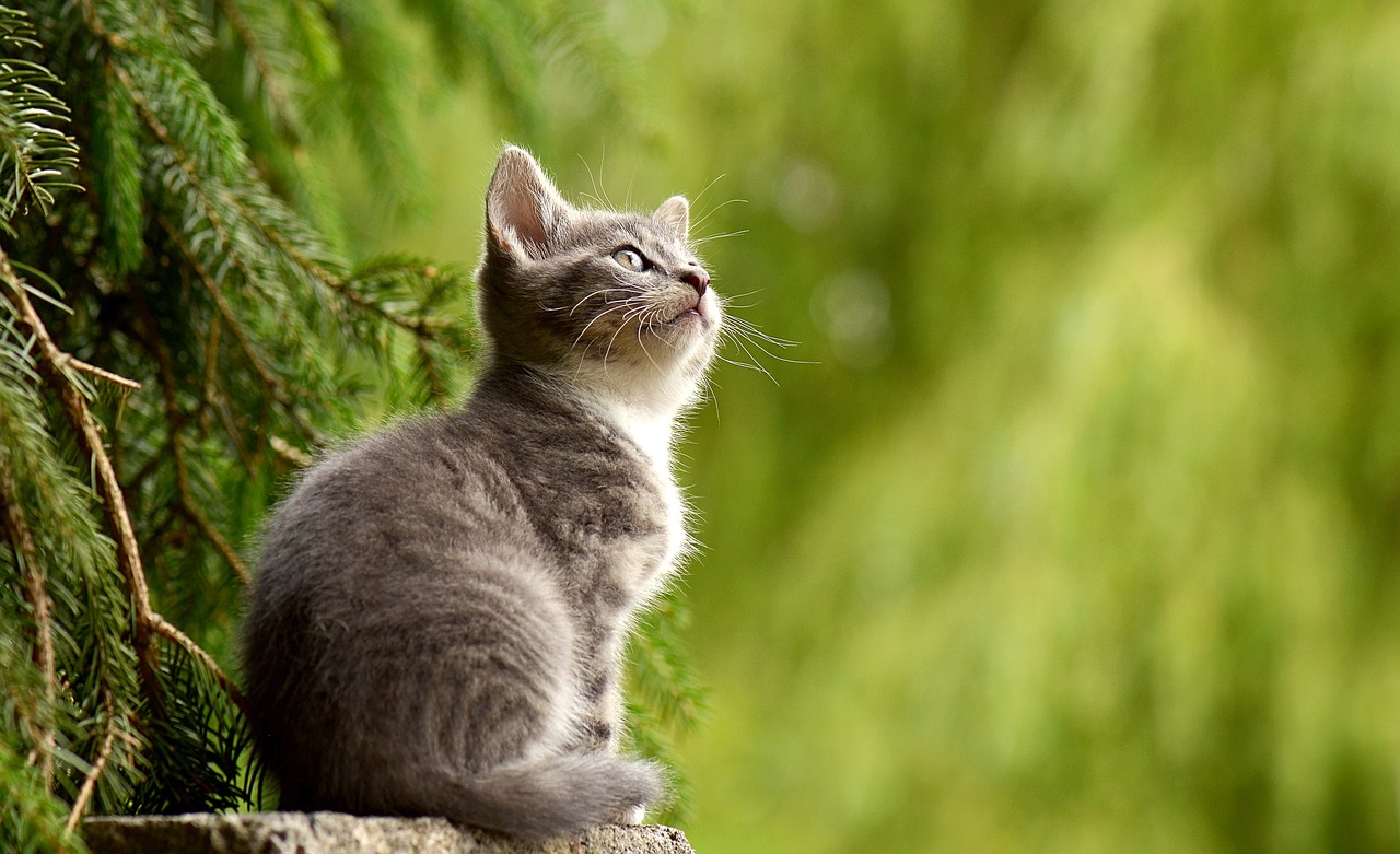 tabby cat personality tabby cat personality