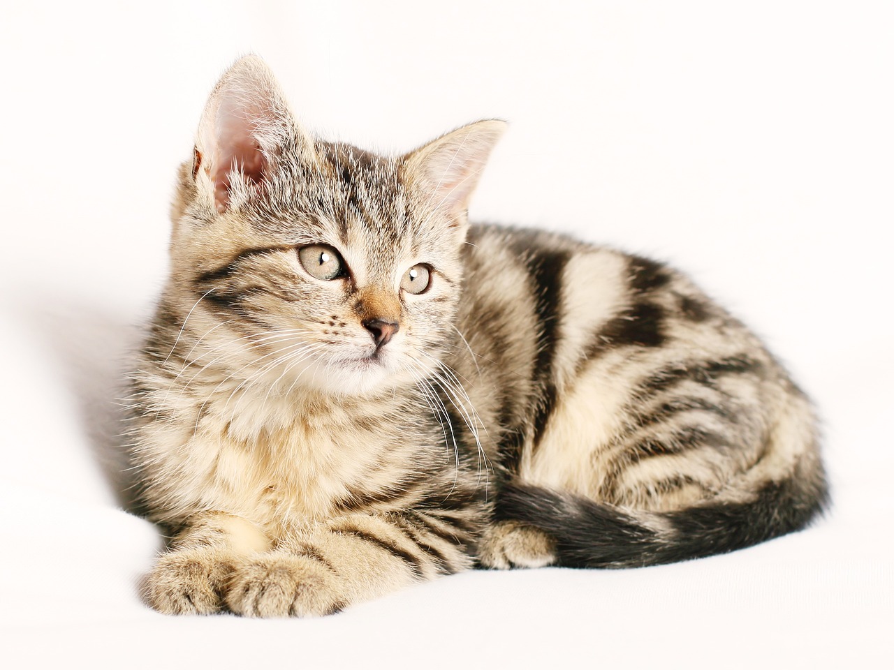 tabby cat personality tabby cat personality