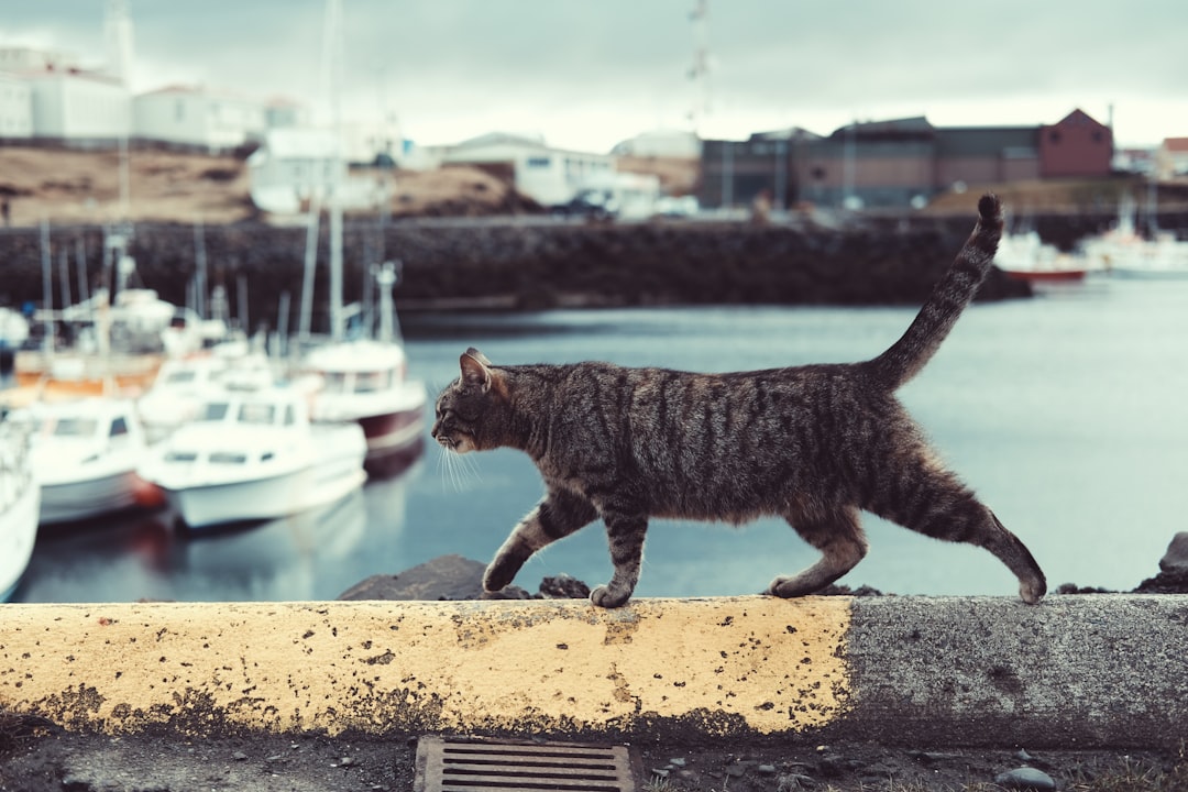tapeworms in cats tapeworms in cats