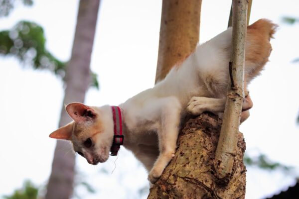 The Benefits of a Cat Hammock: Comfort and Relaxation for Your Feline The Benefits of a Cat Hammock: Comfort and Relaxation for Your Feline