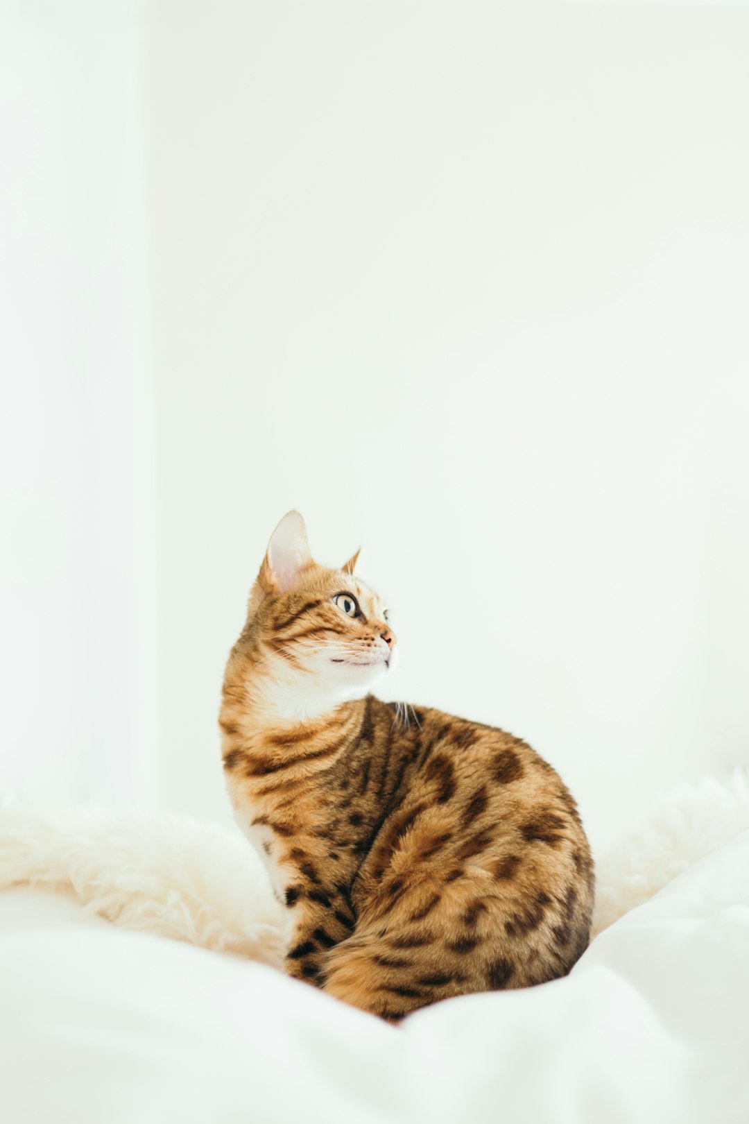 The Best Kitten Food: Ensuring a Happy and Healthy Start for Your Baby Cat