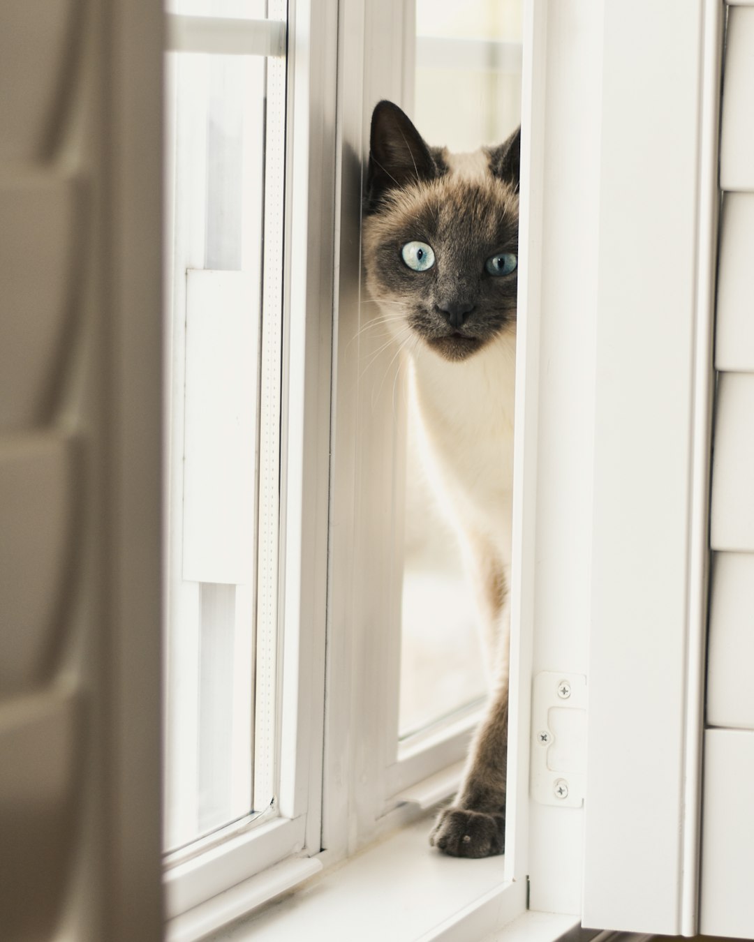 The Best Kitten Food: Top Nutritional Choices for Your Feline