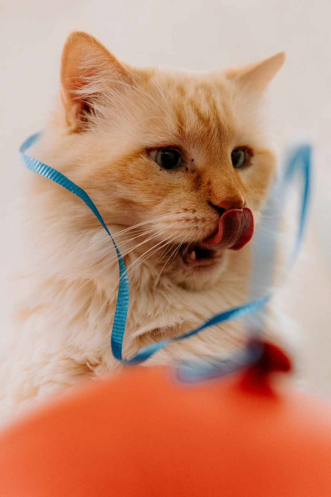 The Best Orange Cat Names: Creative Ideas for Your Feline Friend