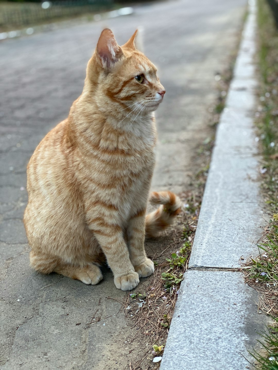 The Best Senior Cat Food: Nutritional Needs for Aging Cats