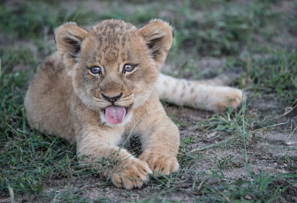 The Fascinating Tortie: Traits and Personality of Tortie Cats