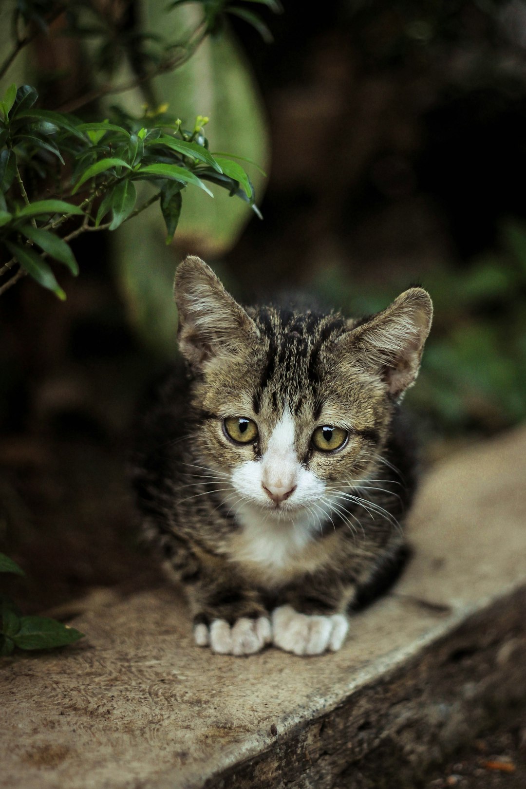 The Geo Kitten: Exploring This Unique Feline Variation