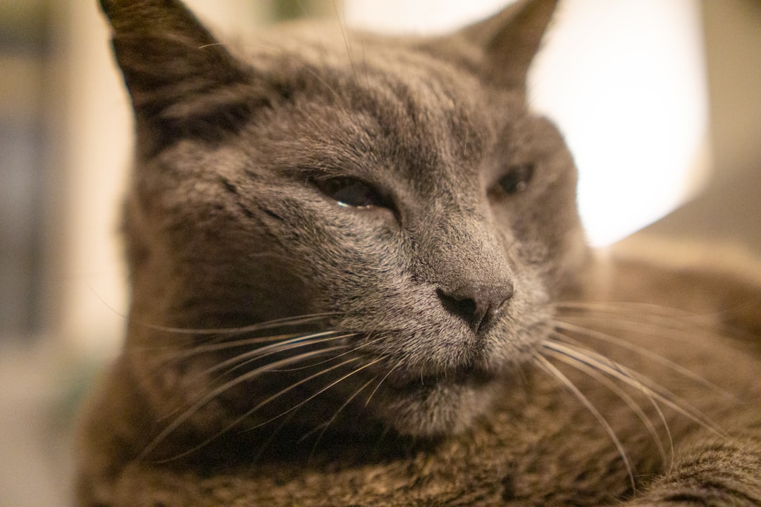 cat purring meaning cat purring meaning