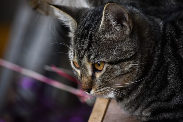 Tofu Litter: The Eco-Friendly Choice for Cat Owners Tofu Litter: The Eco-Friendly Choice for Cat Owners