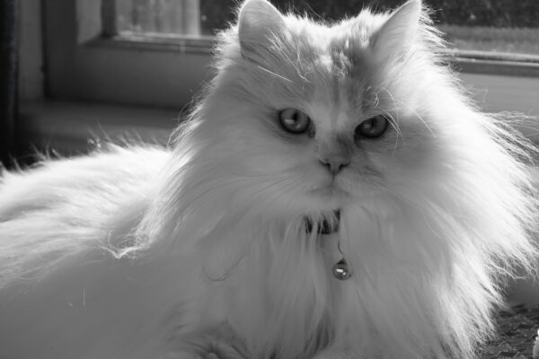 Turkish Angora Cat: Elegant, Playful, and Full of Charm turkish angora cat