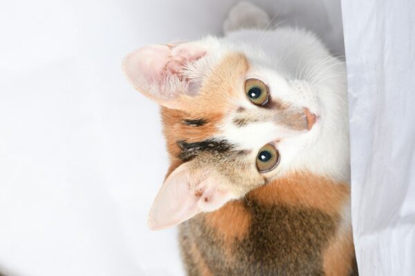 Understanding Cat Nail Caps: Soft Solutions for Claw Management Understanding Cat Nail Caps: Soft Solutions for Claw Management