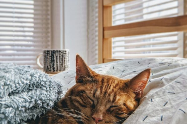Unique Orange Cat Names: Fun Ideas for Your New Feline Friend