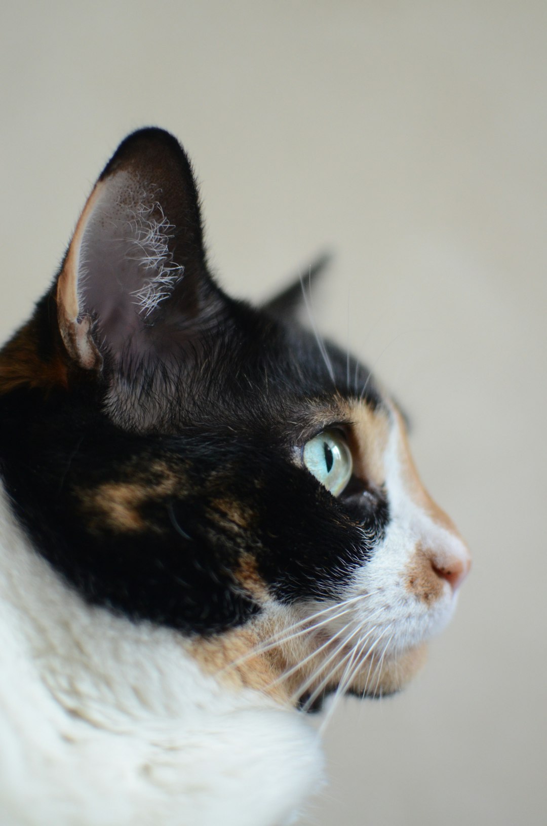 Vital Essentials: Raw Nutrition Options for Your Feline