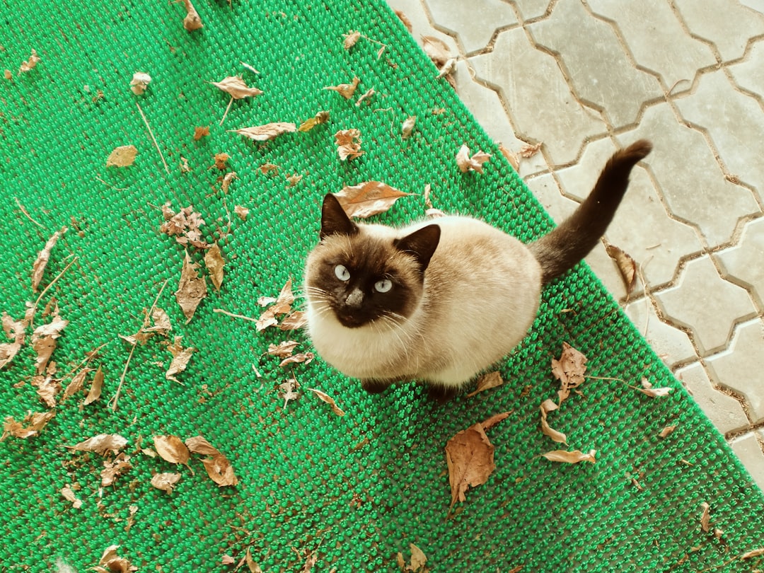 Weruva cat food Weruva cat food