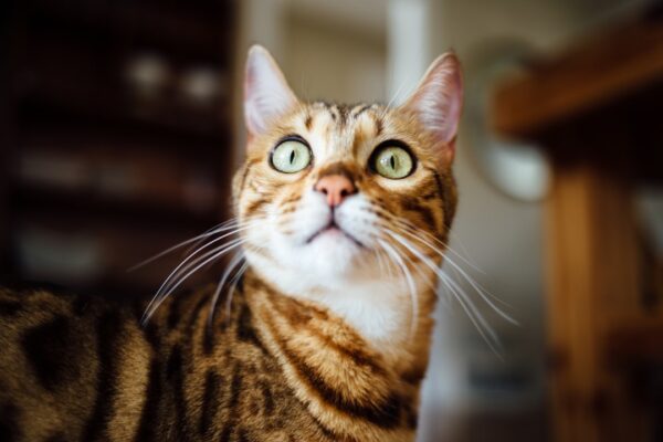 What Does It Mean When a Cat Purrs? Understanding Your Feline’s Emotions What Does It Mean When a Cat Purrs? Understanding Your Feline’s Emotions
