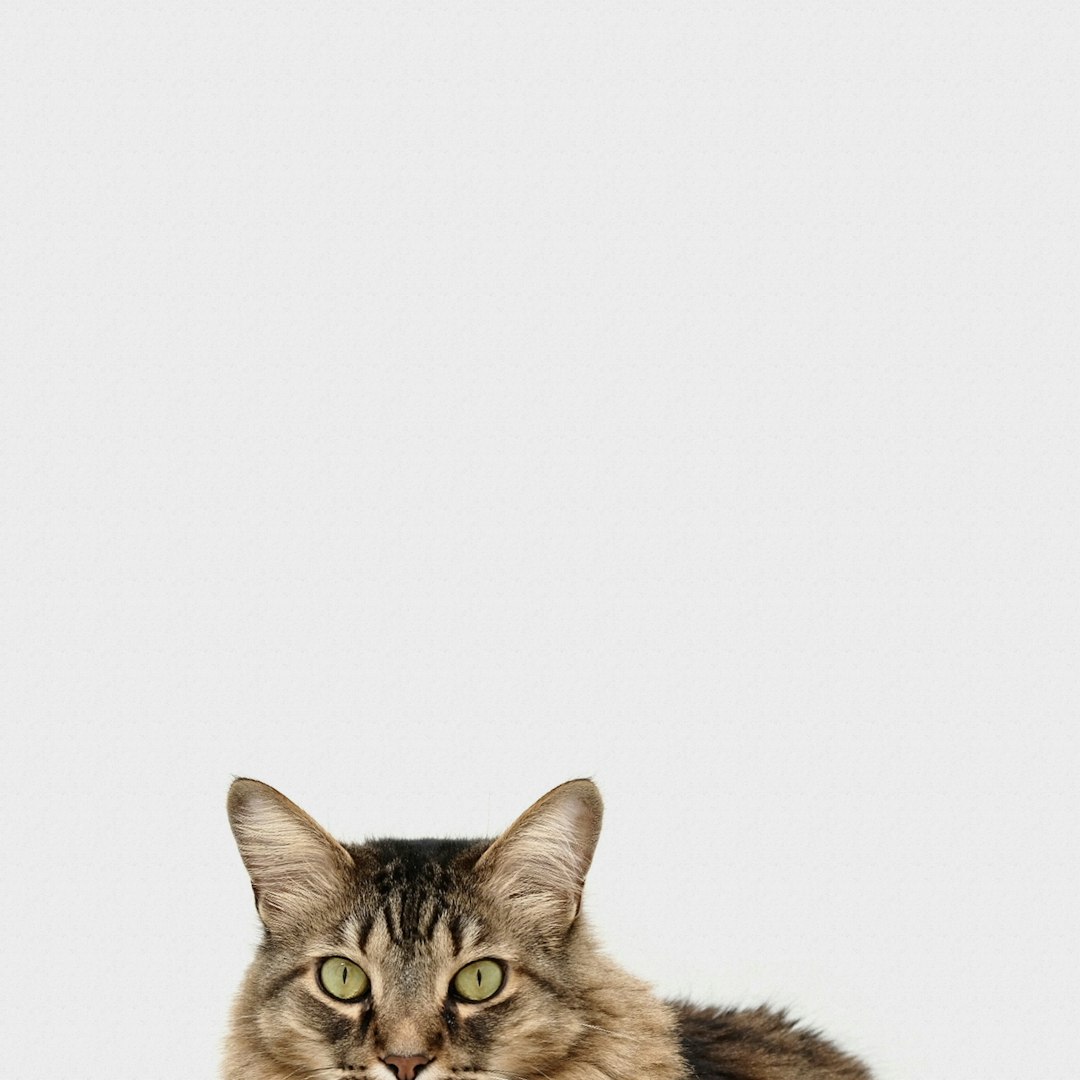 What to Do If Your Cat Is Peeing Blood: Signs and Remedies