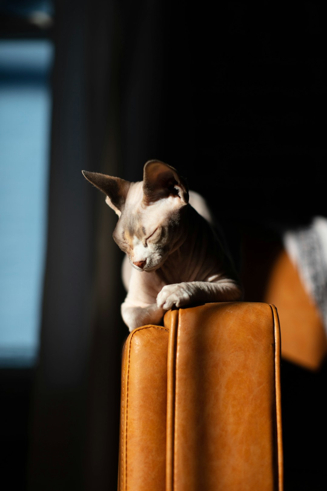 When Do Cats Stop Growing? A Complete Growth Timeline