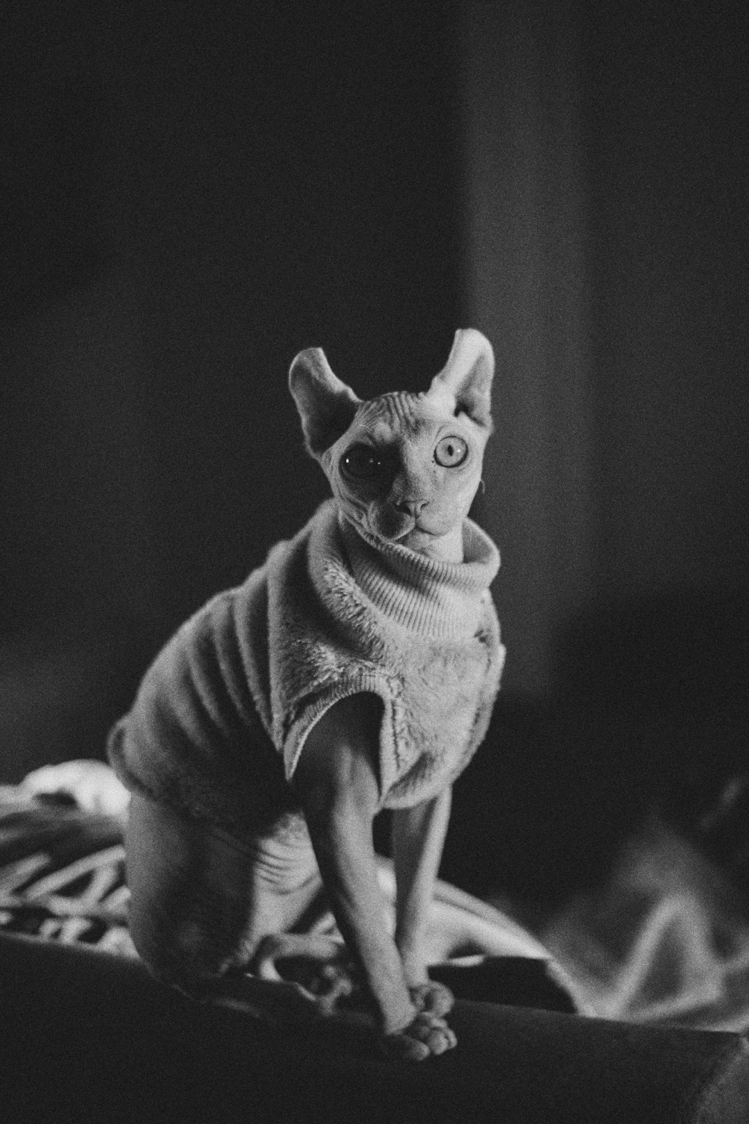 Why Is My Cat Peeing on My Bed? Common Reasons and Solutions