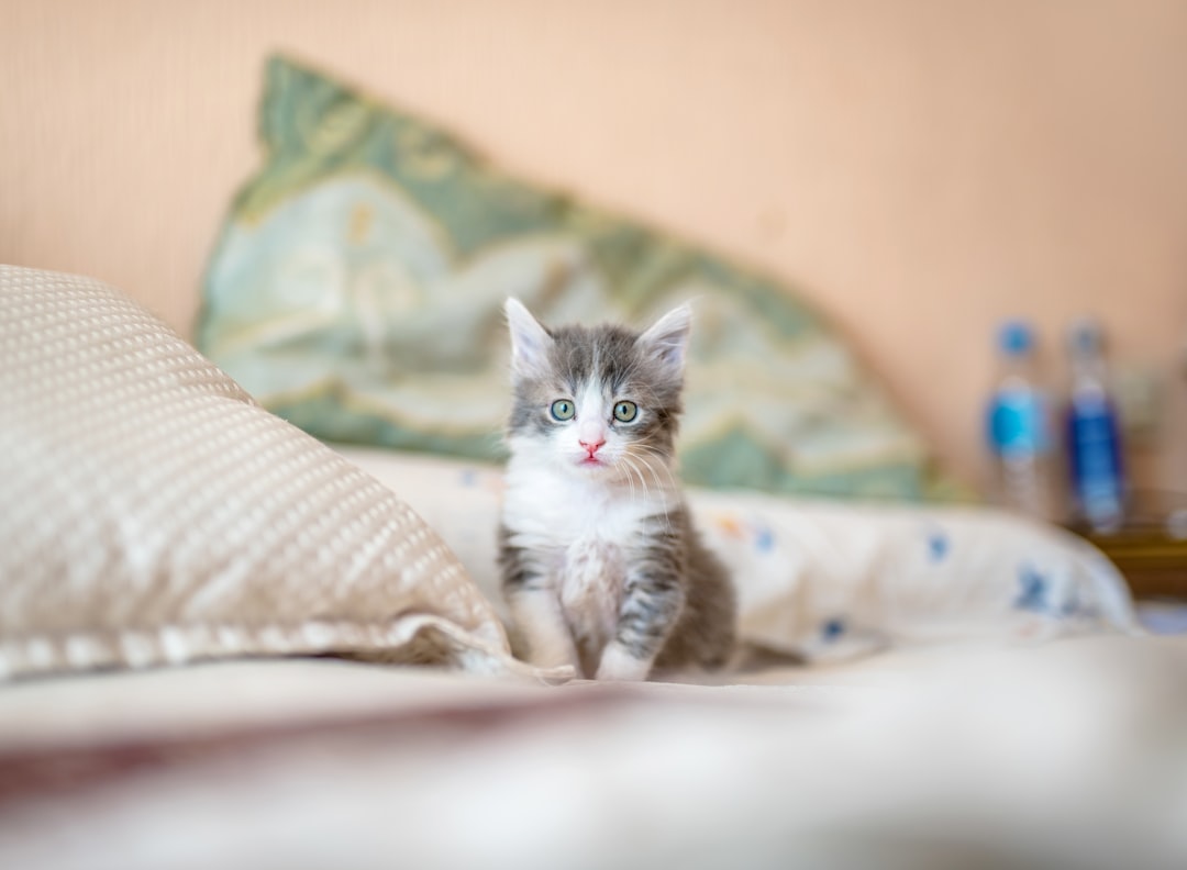 Why Is My Cat Sneezing? Causes and Home Remedies