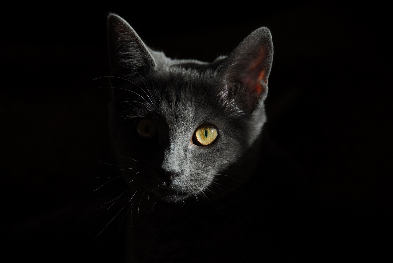 Yoko Cat Yoko Cat