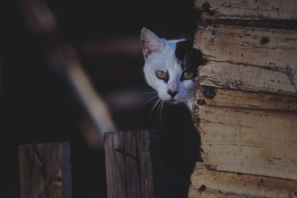 A Comprehensive Review of Dr. Elsey's Cat Litter: Is It Right for Your Cat?