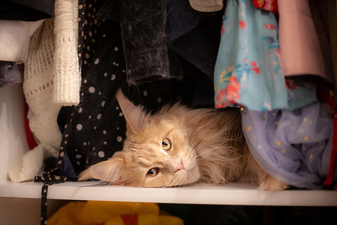 manul cat manul cat