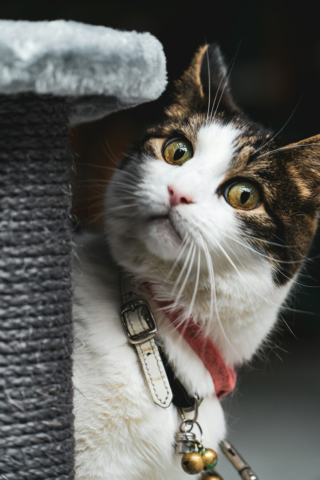 manul cat manul cat