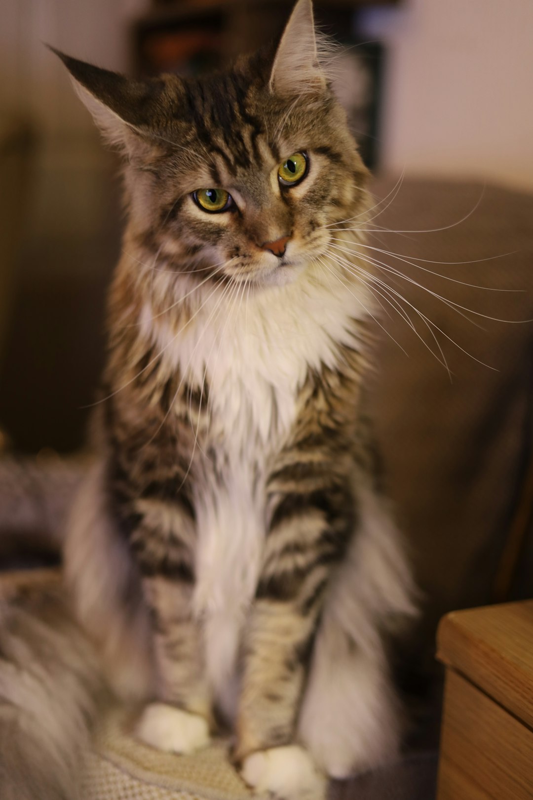 manul cat manul cat