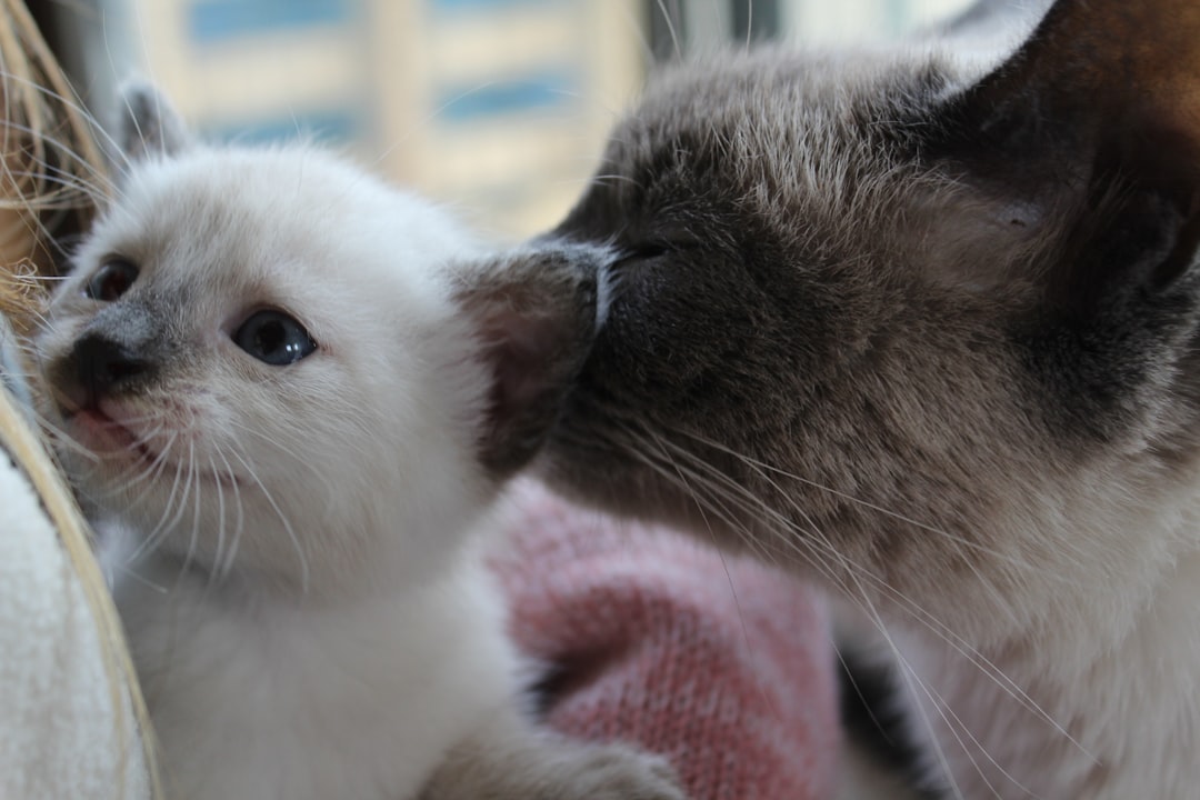 Kibbles and Bits Kibbles and Bits