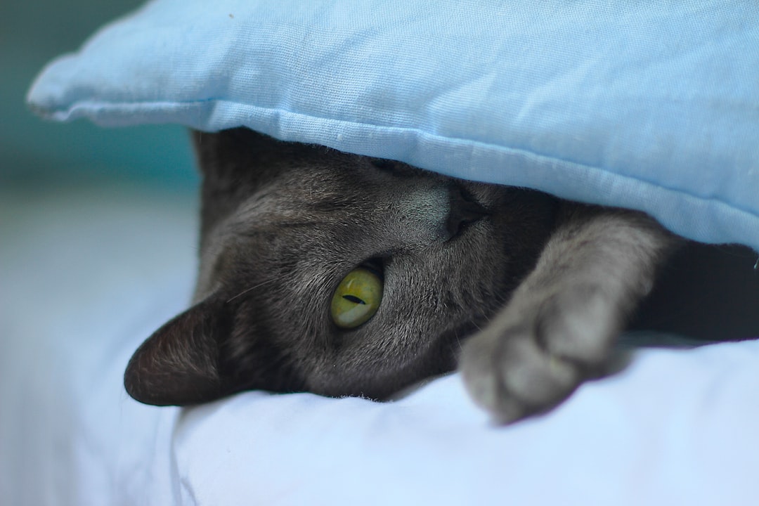 silly cat silly cat
