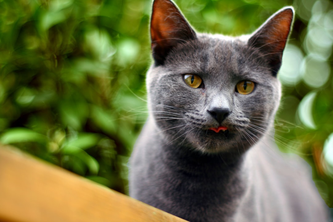 silly cat silly cat