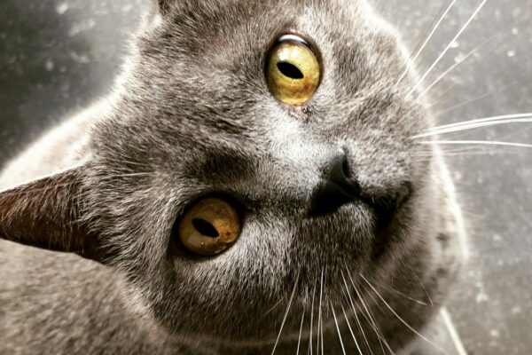 Benadryl for Cats Without Vet Prescription: What You Need to Know