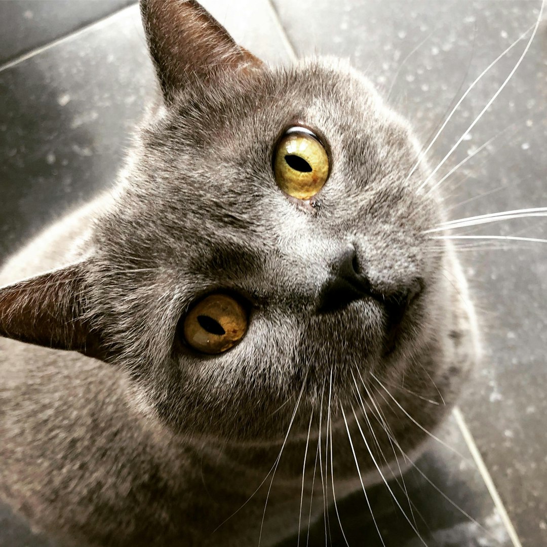 Benadryl for Cats Without Vet Prescription: What You Need to Know