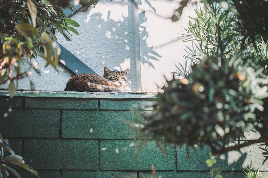 Best Cat Shampoo: Top Picks for Keeping Your Cat’s Coat Shiny and Healthy