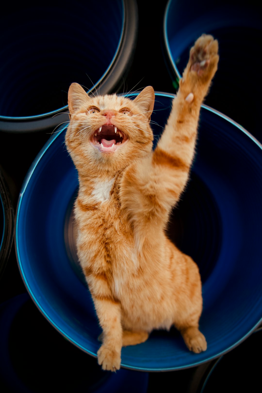 Best Shampoo for Cats: Top Picks for the Best Cat Shampoo in 2025