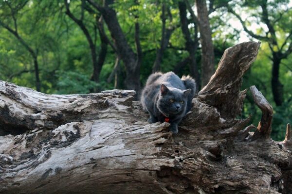 Best Weight Control Cat Food: Keeping Your Kitty Healthy and Fit