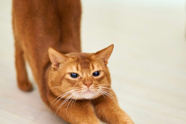 Best Wet Cat Food for Sensitive Stomachs: A Guide for Pet Owners